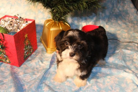 havanese-puppies